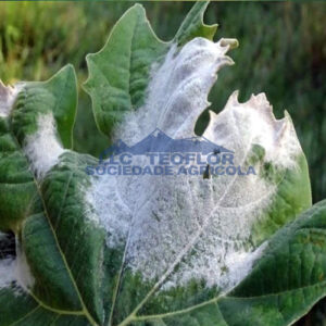 Control Powdery Mildew Potassium Bicarbonate