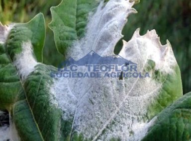 Control-Powdery-Mildew-Potassium-Bicarbonate